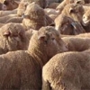 سایت خرید گوسفند زنده